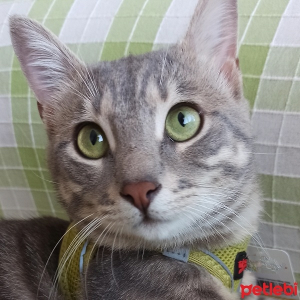 Tekir Kedi, Kedi Raptor fotoğrafı