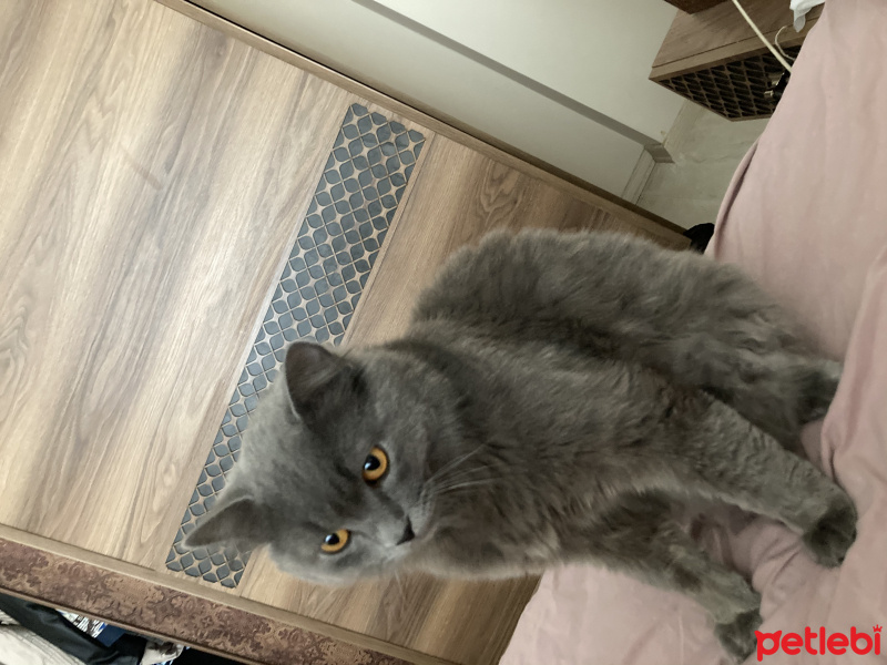 Scottish Fold, Kedi Mumak fotoğrafı