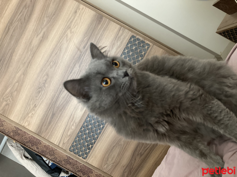 Scottish Fold, Kedi Mumak fotoğrafı