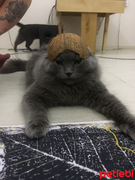 Scottish Fold, Kedi Mumak fotoğrafı