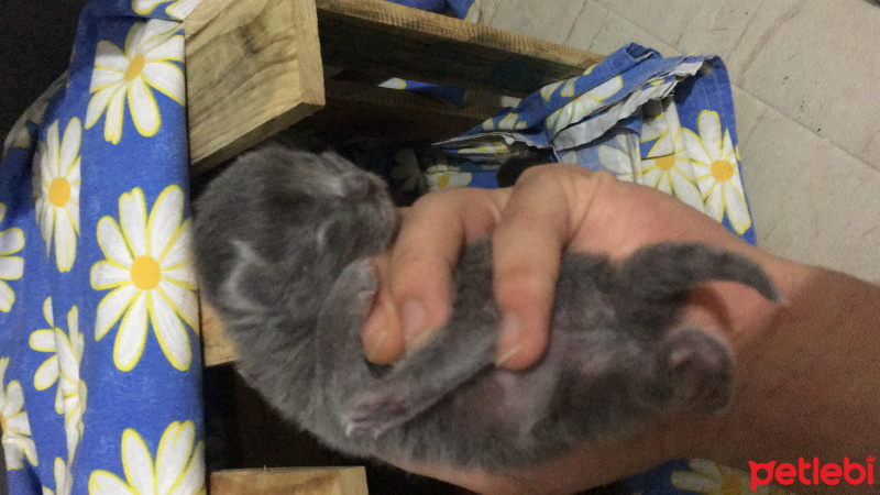 Scottish Fold, Kedi Mumak fotoğrafı