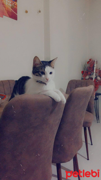 Tekir Kedi, Kedi Lila fotoğrafı