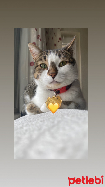 Tekir Kedi, Kedi İpçil fotoğrafı