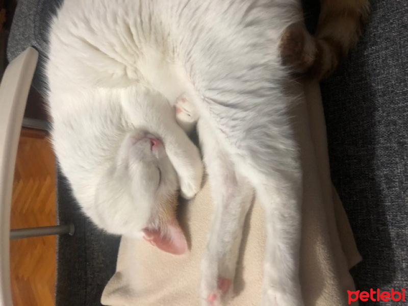 Tekir Kedi, Kedi Karius fotoğrafı