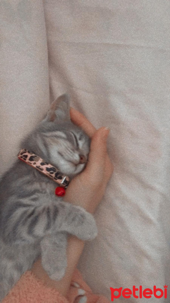 American Shorthair, Kedi Ceviz fotoğrafı