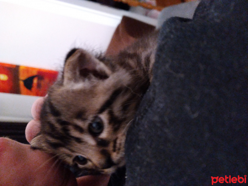 Tekir Kedi, Kedi lokum fotoğrafı