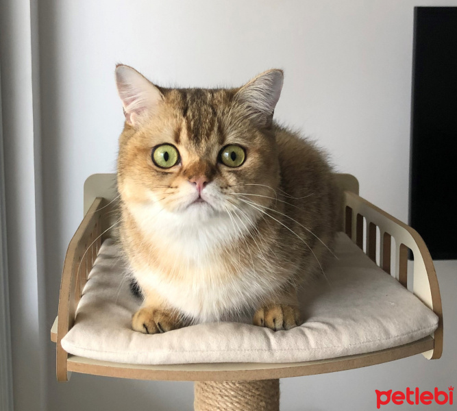 Scottish Fold, Kedi TARÇIN fotoğrafı
