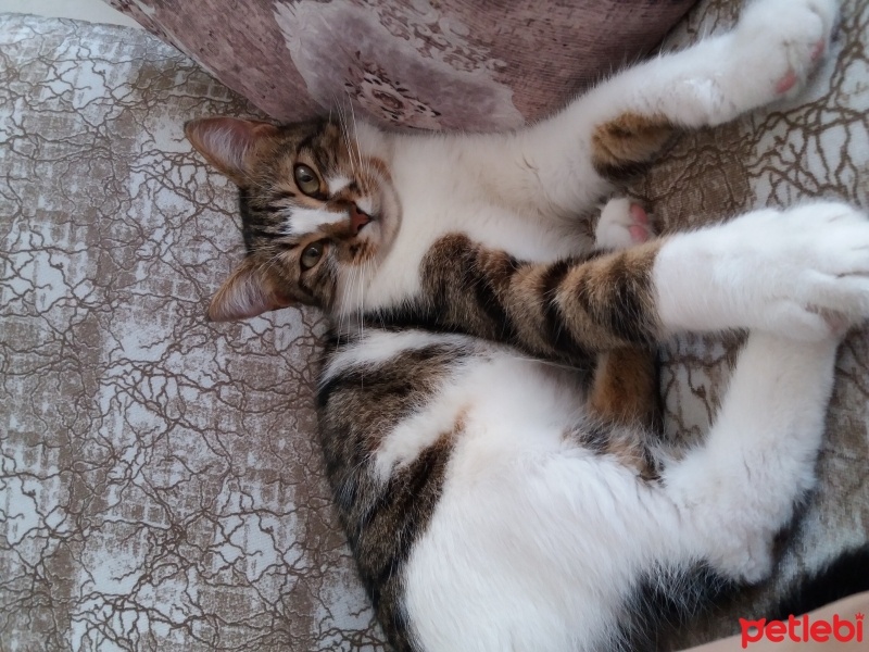 Tekir Kedi, Kedi Pisiko fotoğrafı