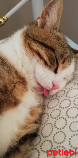 Tekir Kedi, Kedi Kahve fotoğrafı