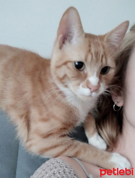 Sarman, Kedi Smyrna fotoğrafı