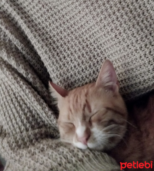 Sarman, Kedi Smyrna fotoğrafı