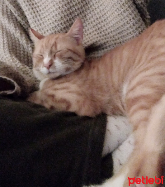 Sarman, Kedi Smyrna fotoğrafı