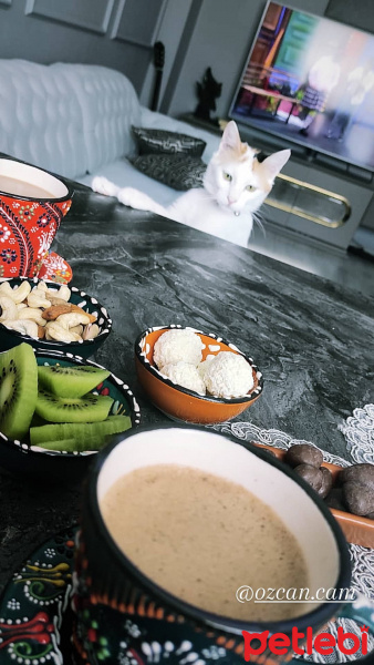 Tekir Kedi, Kedi Bade fotoğrafı