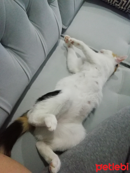 Tekir Kedi, Kedi Bade fotoğrafı