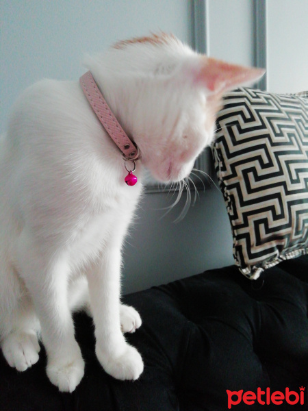 Tekir Kedi, Kedi Bade fotoğrafı