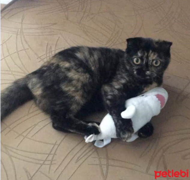 Scottish Fold, Kedi Şiraz fotoğrafı
