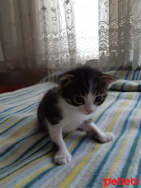 Tekir Kedi, Kedi çok sevimli iki yavru yuva arıyorlar fotoğrafı