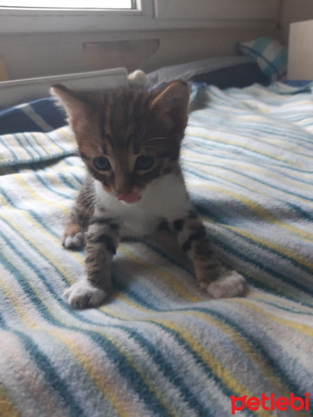 Tekir Kedi, Kedi çok sevimli iki yavru yuva arıyorlar fotoğrafı