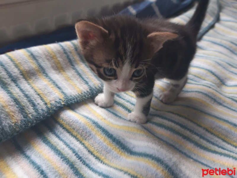Tekir Kedi, Kedi çok sevimli iki yavru yuva arıyorlar fotoğrafı