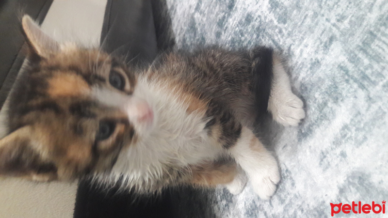 Tekir Kedi, Kedi Masal fotoğrafı