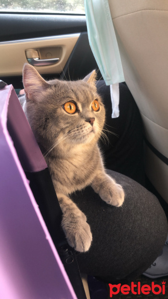 British Shorthair, Kedi Alya fotoğrafı