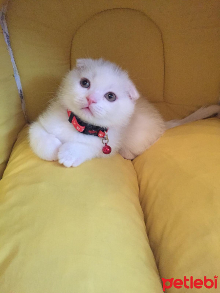 Scottish Fold, Kedi oscar fotoğrafı