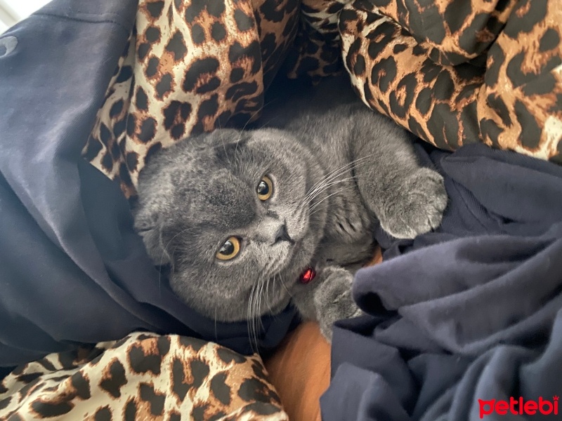 Scottish Fold, Kedi Çakır fotoğrafı