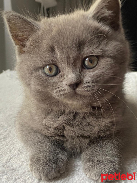 British Shorthair, Kedi Polen fotoğrafı