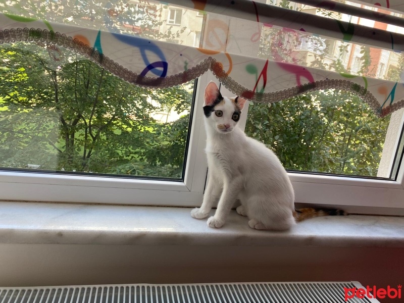 Van Kedisi, Kedi  Fıstık fotoğrafı