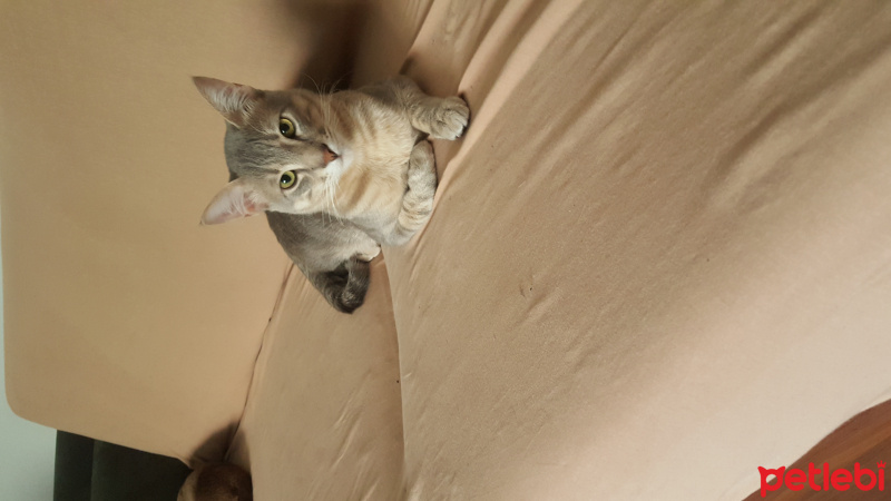 Tekir Kedi, Kedi Kaplan fotoğrafı