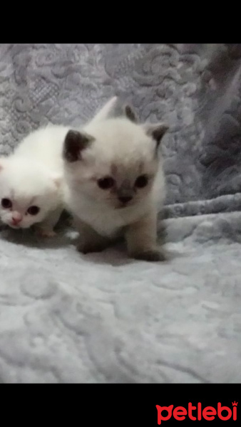 British Shorthair, Kedi Ender fotoğrafı