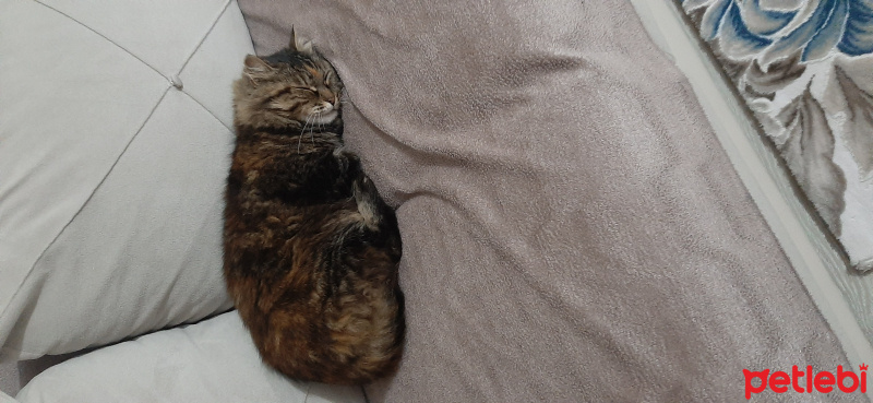 Tekir Kedi, Kedi Tosbiş fotoğrafı