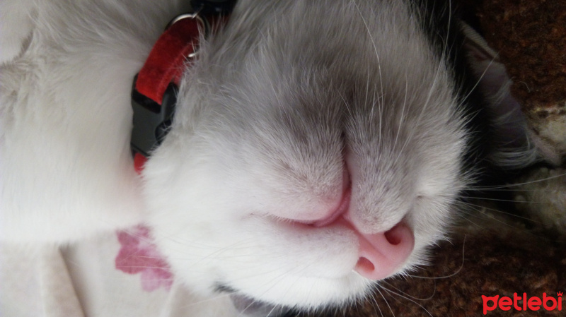 Tekir Kedi, Kedi Eyşan fotoğrafı