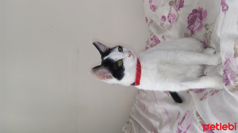 Tekir Kedi, Kedi Eyşan fotoğrafı