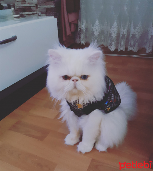 İran Kedisi (Persian), Kedi Alvin fotoğrafı