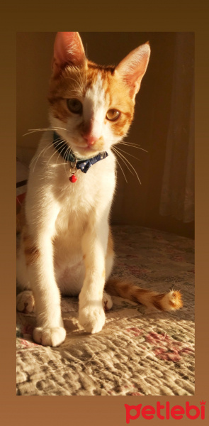 Sarman, Kedi Deniz fotoğrafı