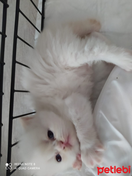 Chinchilla, Kedi İzmir fotoğrafı