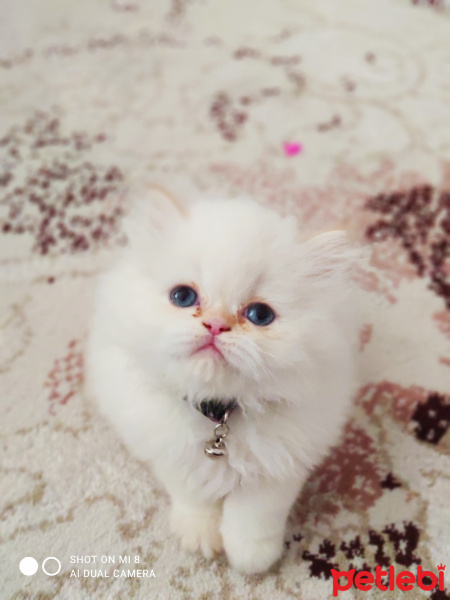 Chinchilla, Kedi İzmir fotoğrafı