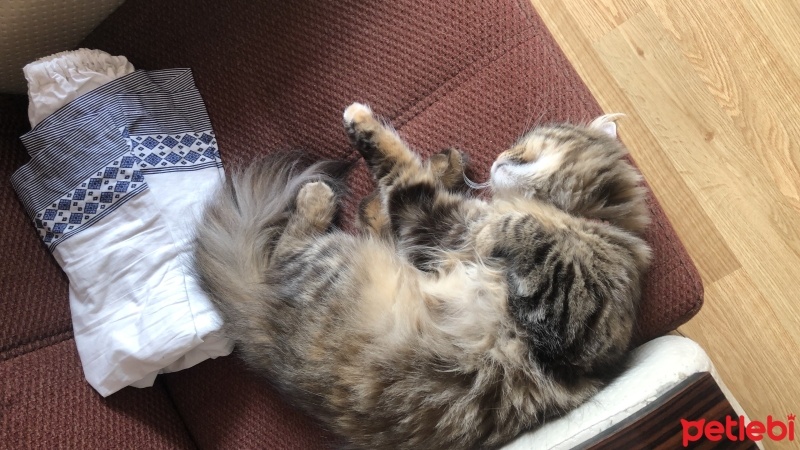 İran Kedisi (Persian), Kedi Ash fotoğrafı