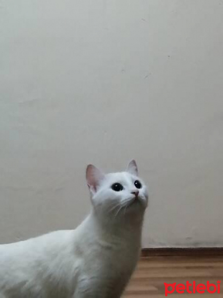 Tekir Kedi, Kedi Marshmallow fotoğrafı