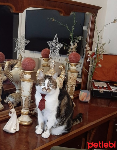 Tekir Kedi, Kedi Uzay fotoğrafı