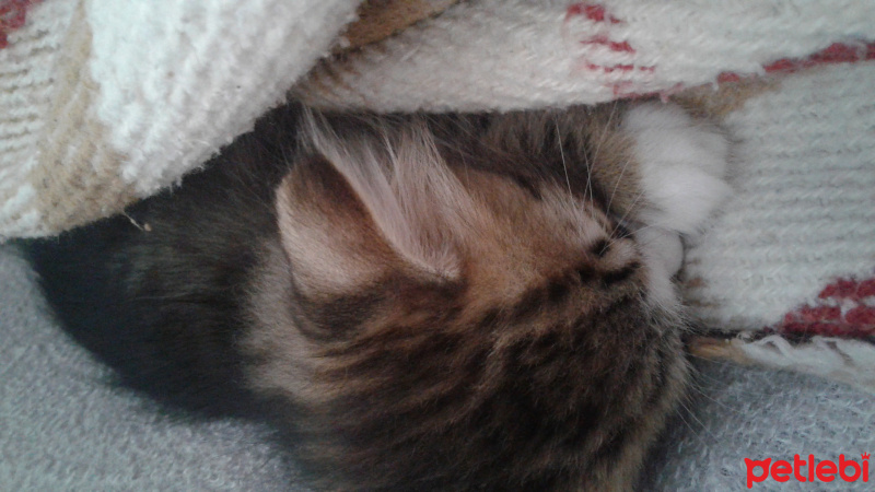 Tekir Kedi, Kedi Kadife fotoğrafı