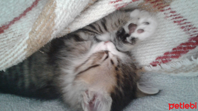 Tekir Kedi, Kedi Kadife fotoğrafı