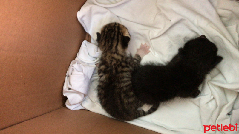 Tekir Kedi, Kedi Lokum ve karam fotoğrafı