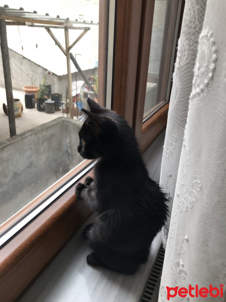 Tekir Kedi, Kedi salem fotoğrafı