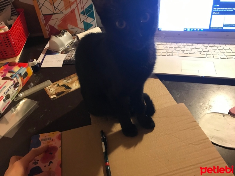 Tekir Kedi, Kedi salem fotoğrafı