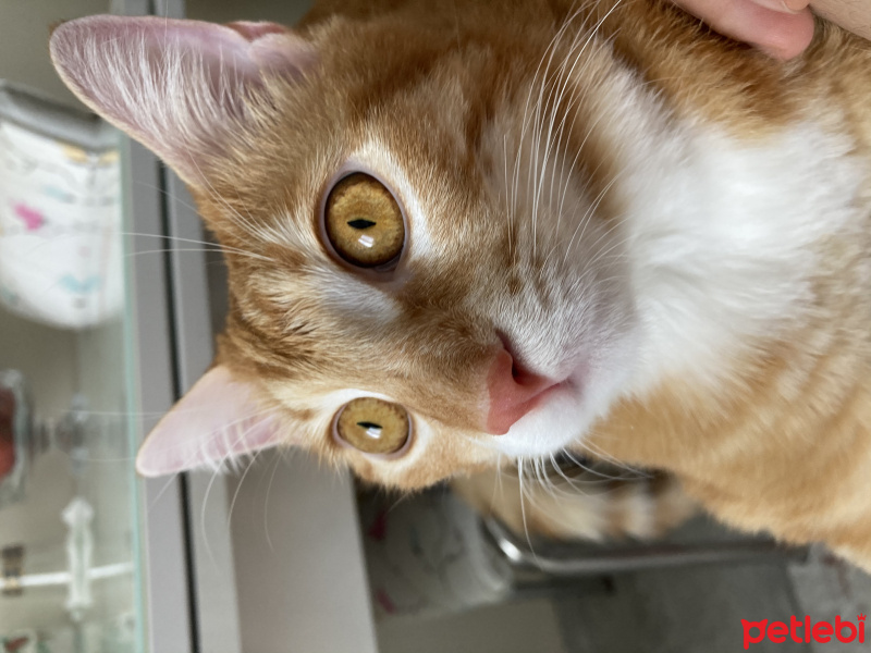 Sarman, Kedi Leo fotoğrafı