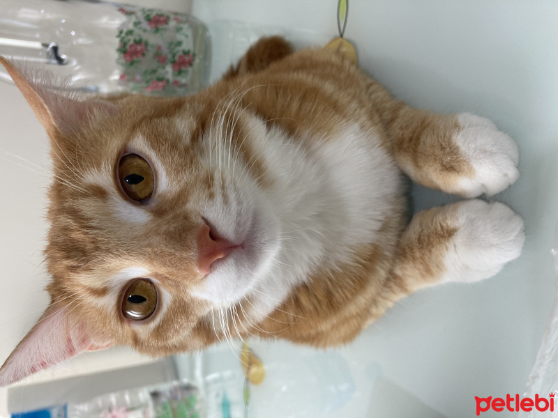 Sarman, Kedi Leo fotoğrafı