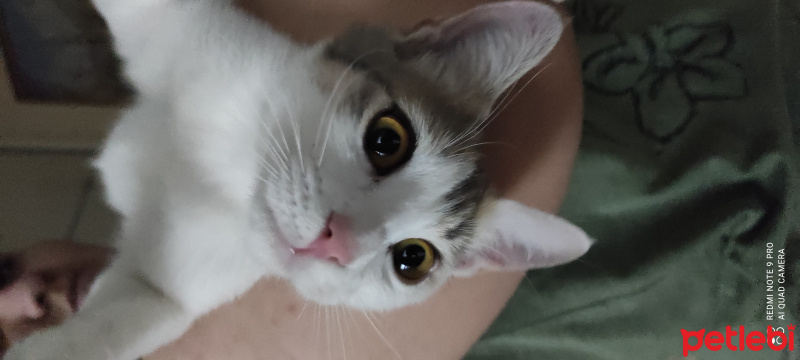 Tekir Kedi, Kedi Rüzgar fotoğrafı