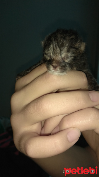 Tekir Kedi, Kedi Kıvırcık fotoğrafı